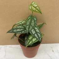পিপার সালভেক্টিকাম গাছের চারা - Piper sylvaticum plant for sale in Bangladesh