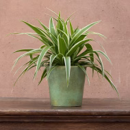 Spider Plant স্পাইডার প্ল্যান্ট - Image 2