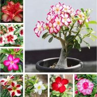 adenium Plant in bd
