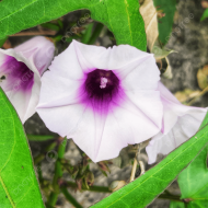 Elephant Creeper Plant এলিফ্যান্ট ক্রিপার - Image 3