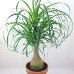 পনিটেইল পাম গাছের চারা - Ponytail palm plant for sale in Bangladesh