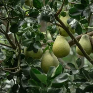 Thai Pomelo থাই জাম্বুরা - Image 2