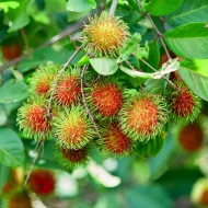 রাম্বুটান ফল গাছের চারা - Rambutan plant for sale in Bangladesh