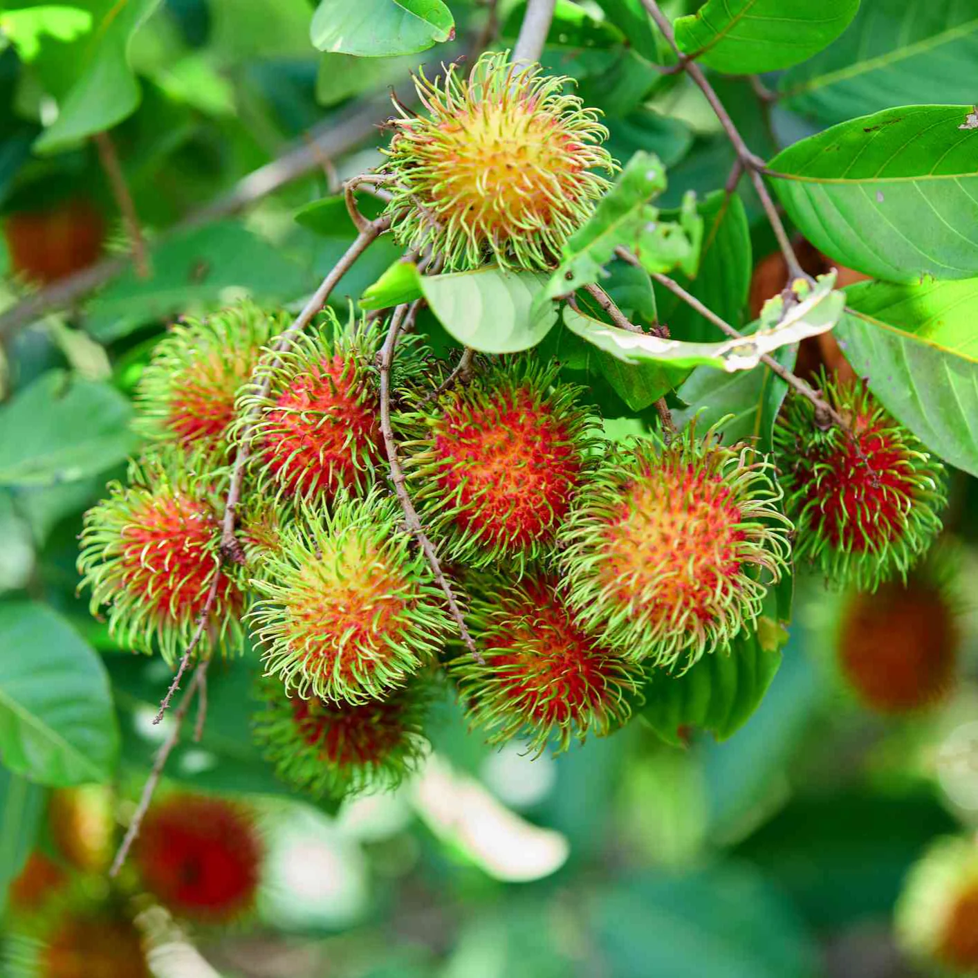 রাম্বুটান ফল গাছের চারা - Rambutan plant for sale in Bangladesh
