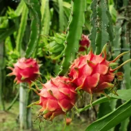 Red Dragon Fruit Plant লাল ড্রাগন ফল গাছ - Image 2