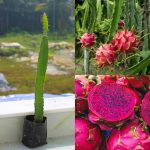 লাল ড্রাগন ফল গাছের চারা - Red dragon fruit plant for sale in Bangladesh