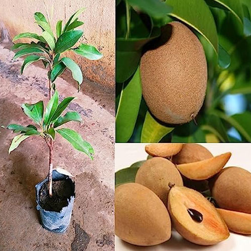 rehghjer Thai Sapodilla থাই সফেদা - Image 2