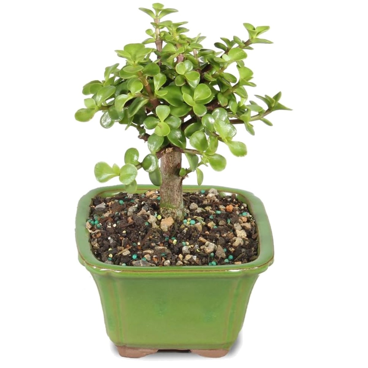s-l1200 Bonsai Plant বনসাই গাছ - Image 5