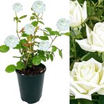 White Rose Plant Price in Bangladesh | সাদা গোলাপ গাছ