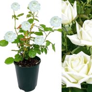 White Rose Plant Price in Bangladesh | সাদা গোলাপ গাছ