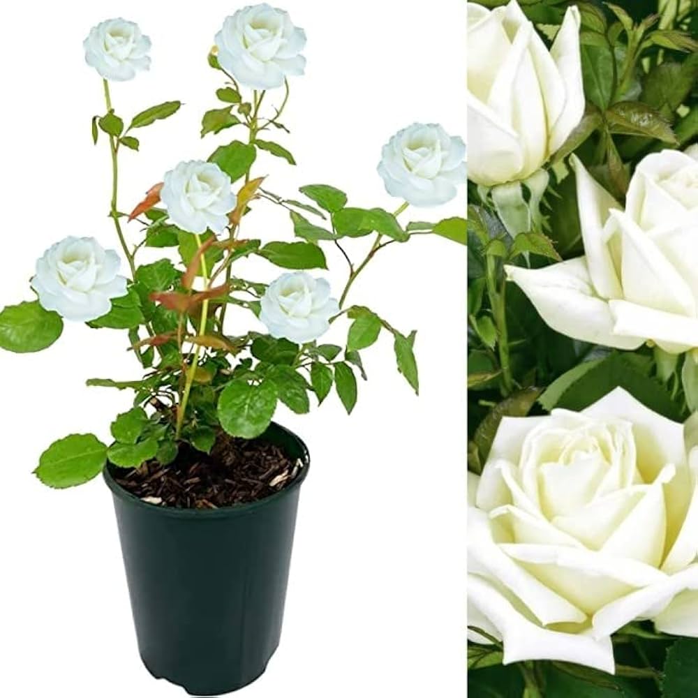 White Rose Plant Price in Bangladesh | সাদা গোলাপ গাছ