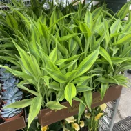 Lucky Bamboo লাকি ব্যাম্বু - Image 3