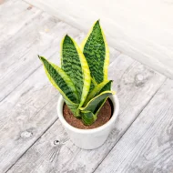 Yellow Snake Plant হলুদ স্নেকপ্ল্যান্ট - Image 2