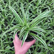 স্পাইডার প্ল্যান্ট গাছের চারা - Spider plant for sale in Bangladesh