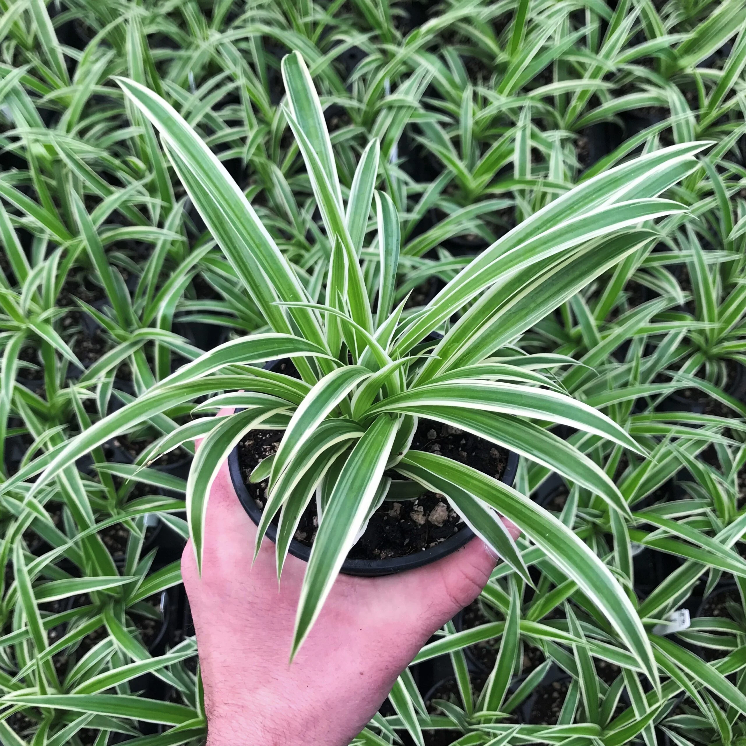 স্পাইডার প্ল্যান্ট গাছের চারা - Spider plant for sale in Bangladesh