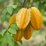 মিষ্টি কামরাঙ্গা গাছের চারা - Sweet starfruit tree for sale in Bangladesh