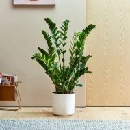 ZZ Plant জি জি প্ল্যান্ট - Image 5