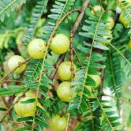 thai hybrid amaloki plant in bangladesh