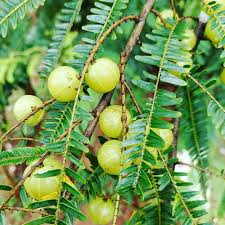 thai hybrid amaloki plant in bangladesh