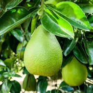থাই জাম্বুরা গাছের চারা - Thai pomelo plant for sale in Bangladesh