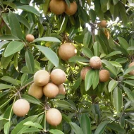 থাই সফেদা গাছের চারা - Thai sapodilla plant for sale in Bangladesh