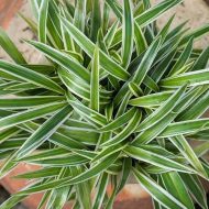 Spider Plant স্পাইডার প্ল্যান্ট - Image 8