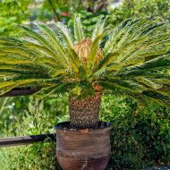 Sago Palm সাগো পাম - Image 3