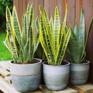 হলুদ স্নেকপ্ল্যান্ট গাছের চারা - Yellow snake plant for sale in Bangladesh