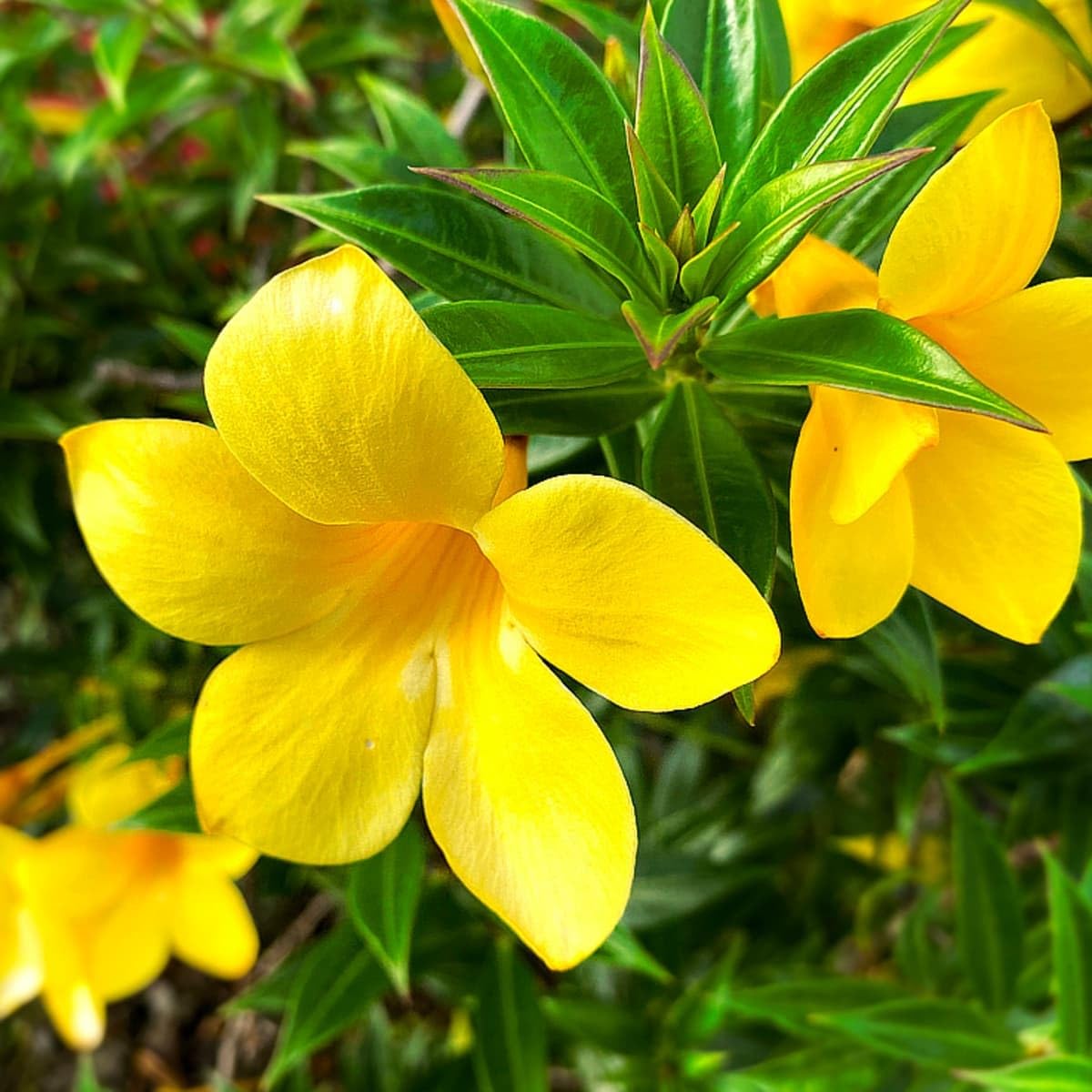 yellow_allamanda_plantinbd