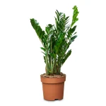 জি জি প্ল্যান্ট গাছের চারা - ZZ plant for sale in Bangladesh
