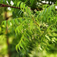 Neem Tree নিম গাছ - Image 2