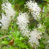 Shwetmoni Lata শ্বেতমনি লতা - Image 2