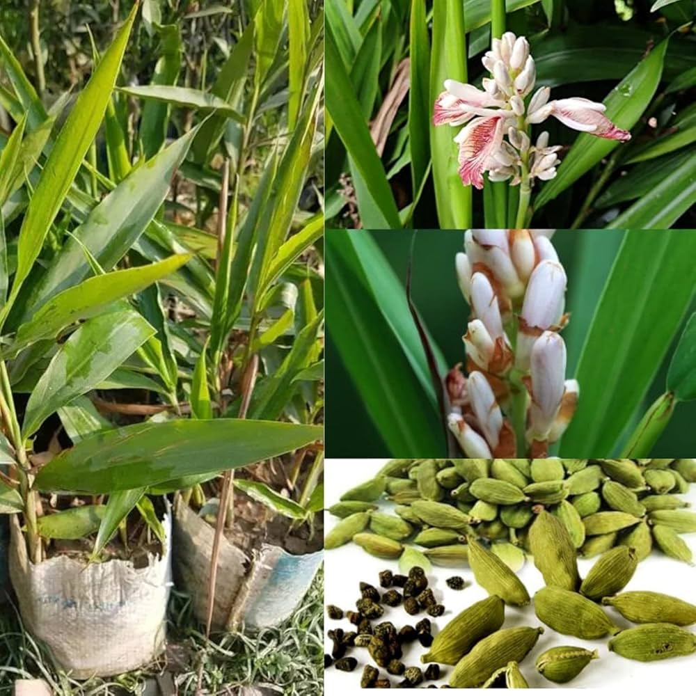 71nihOnwlTL._AC_UF1000,1000_QL80_ Cardamom Plant এলাচ গাছ - Image 2