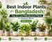 Best Indoor Plants for Bangladesh: Top 20 Low-Maintenance Plants for Homes & Offices (2026 Guide)