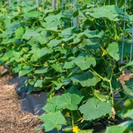 শসা গাছের চারা - Cucumber plant for sale in Bangladesh