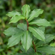 Insulin Plant ইনসুলিন গাছ - Image 3