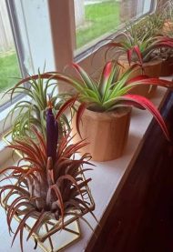 Air Plant এয়ার প্ল্যান্ট - Image 3