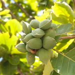কাঠবাদাম গাছের চারা - Almond tree plant for sale in Bangladesh