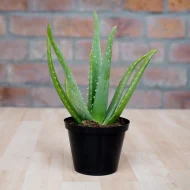 এলোভেরা গাছের চারা - Aloe vera plant for sale in Bangladesh