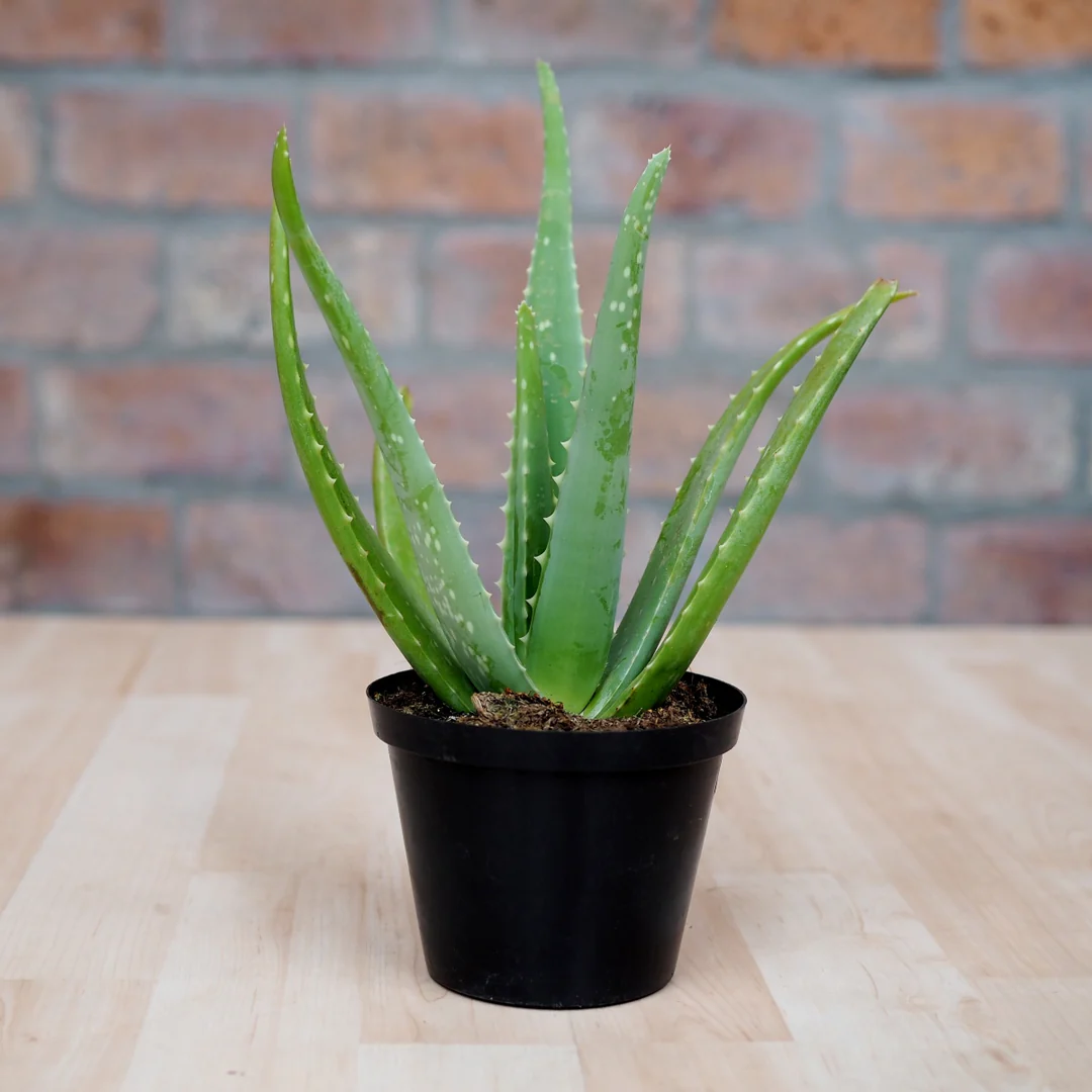 এলোভেরা গাছের চারা - Aloe vera plant for sale in Bangladesh