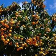 বারমাসি লোকাট গাছ - বিদেশি ফল গাছের চারা - Plant In BD