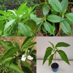 বাসকপাতা গাছের চারা - Basok leaf plant for sale in Bangladesh