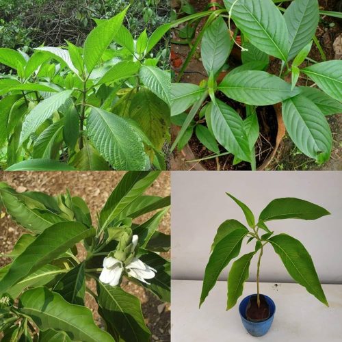 বাসকপাতা গাছের চারা - Basok leaf plant for sale in Bangladesh