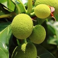 রুটি ফল গাছ - পুষ্টিকর ব্রেড ফ্রুট গাছের চারা - Plant In BD
