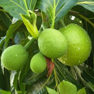 Breadfruit রুটি ফল - Image 2