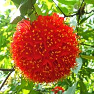 ব্রাউনিয়া - গোলাপি, সাদা ও বেগুনি ফুলের সারাবছর ফোটে এমন গাছ - Plant In BD
