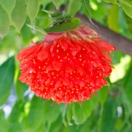 Brownia ব্রাউনিয়া - Image 2