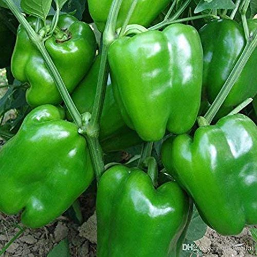 ক্যাপসিকাম গাছের চারা - Capsicum plant for sale in Bangladesh