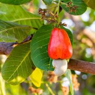কাজু বাদাম গাছের চারা - Cashew nut tree plant for sale in Bangladesh