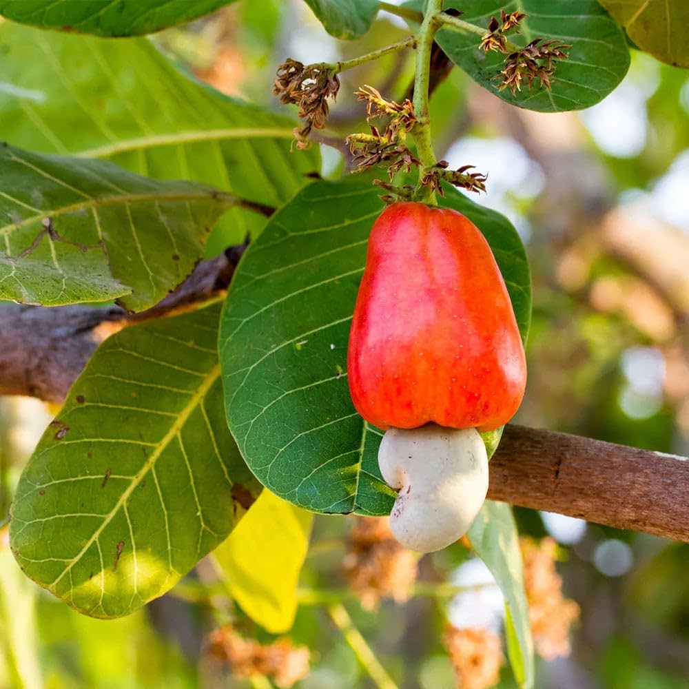 কাজু বাদাম গাছের চারা - Cashew nut tree plant for sale in Bangladesh